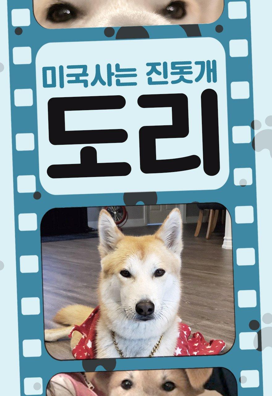미국사는진돗개도리