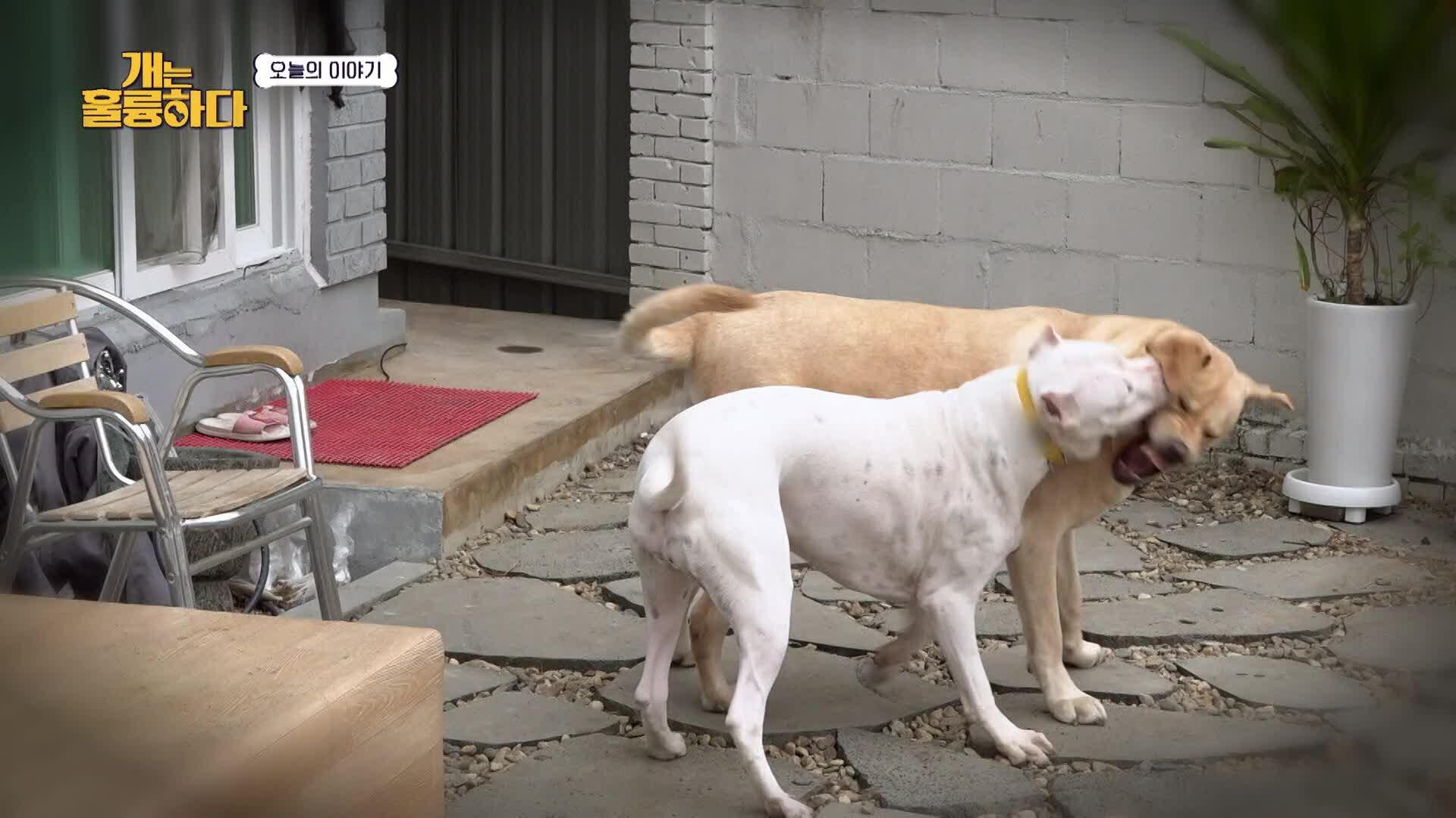 223회