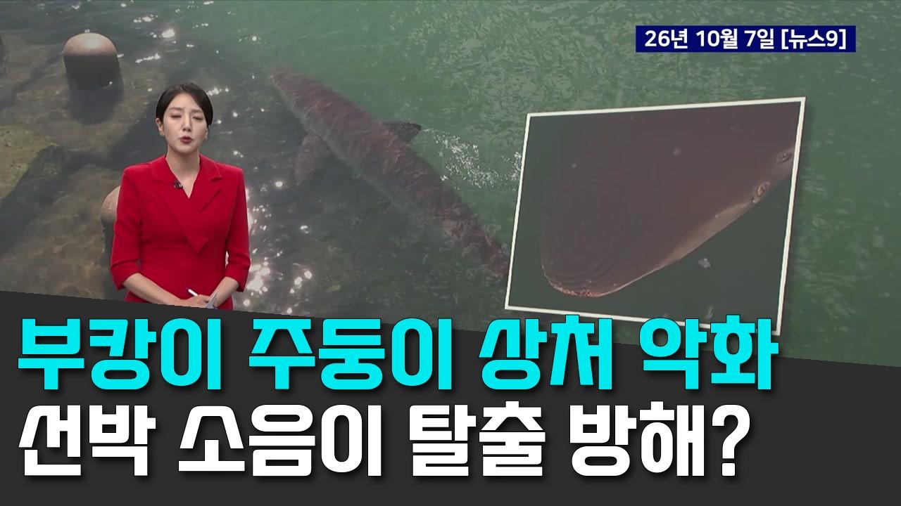 10/8 TV조선
