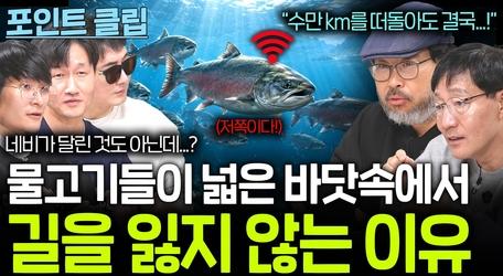 수만 km를 떠도는 바다 생물들은 어떻게 길을 찾는걸까?...(생체 네비게이션?)