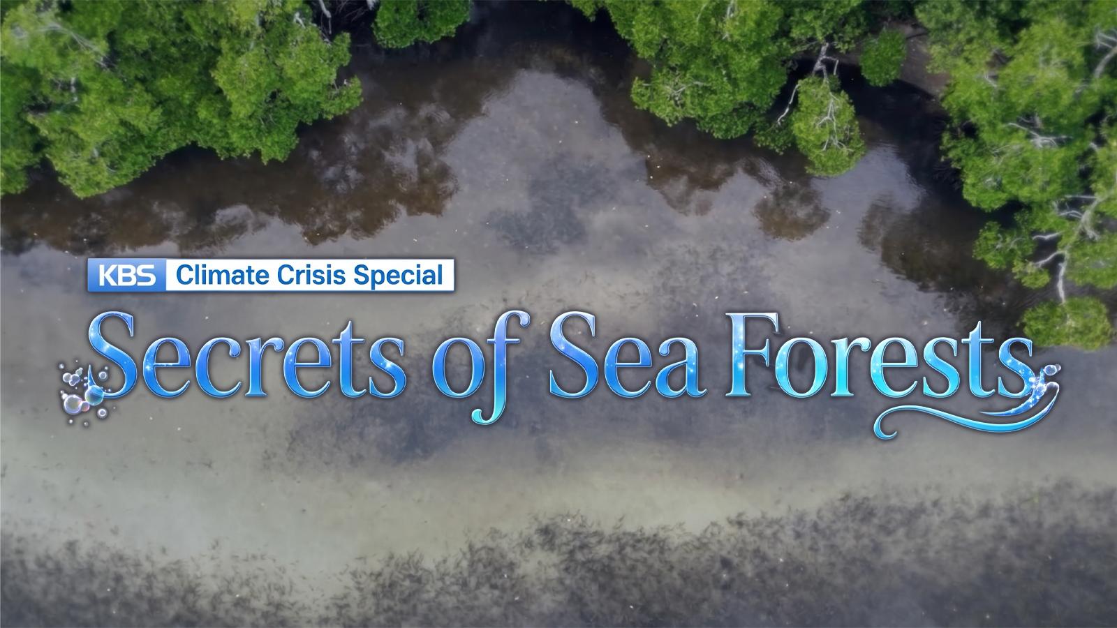 Climate Crisis Special: Secrets of Sea Forests