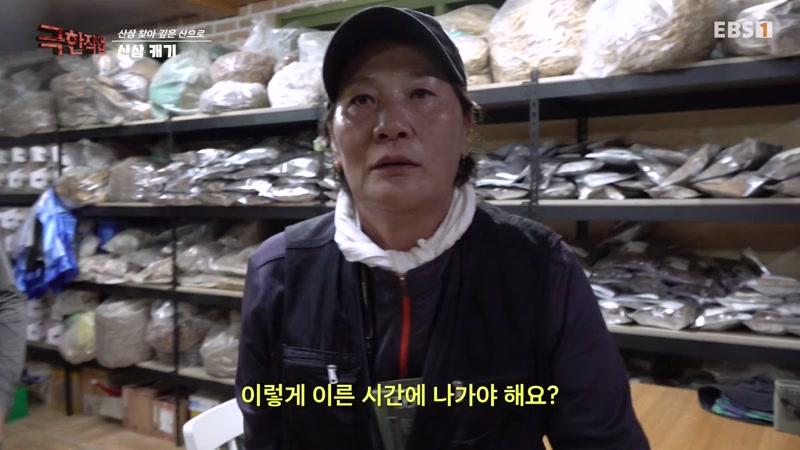 산삼 캐기와 포장 이사