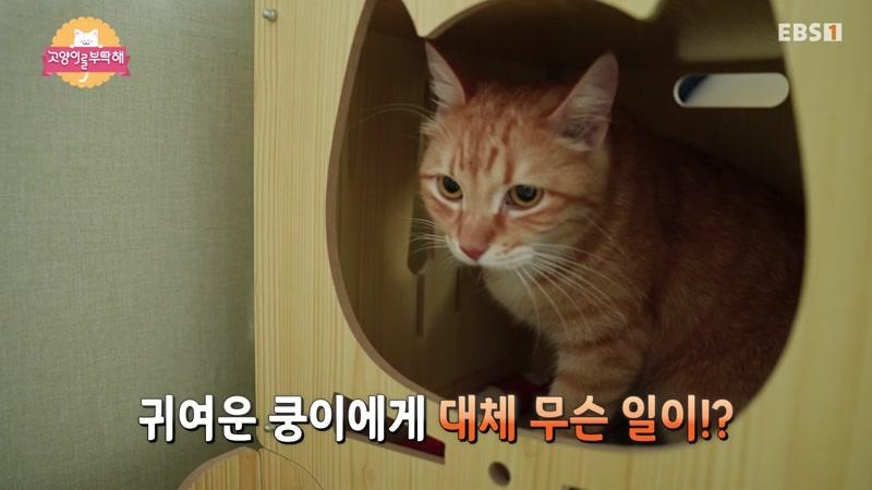20260828회
