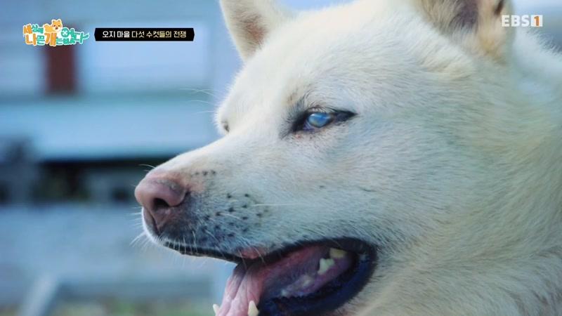477회
