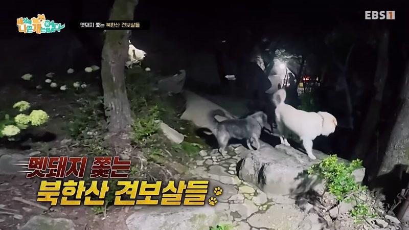 멧돼지 쫓는 북한산 견보살들