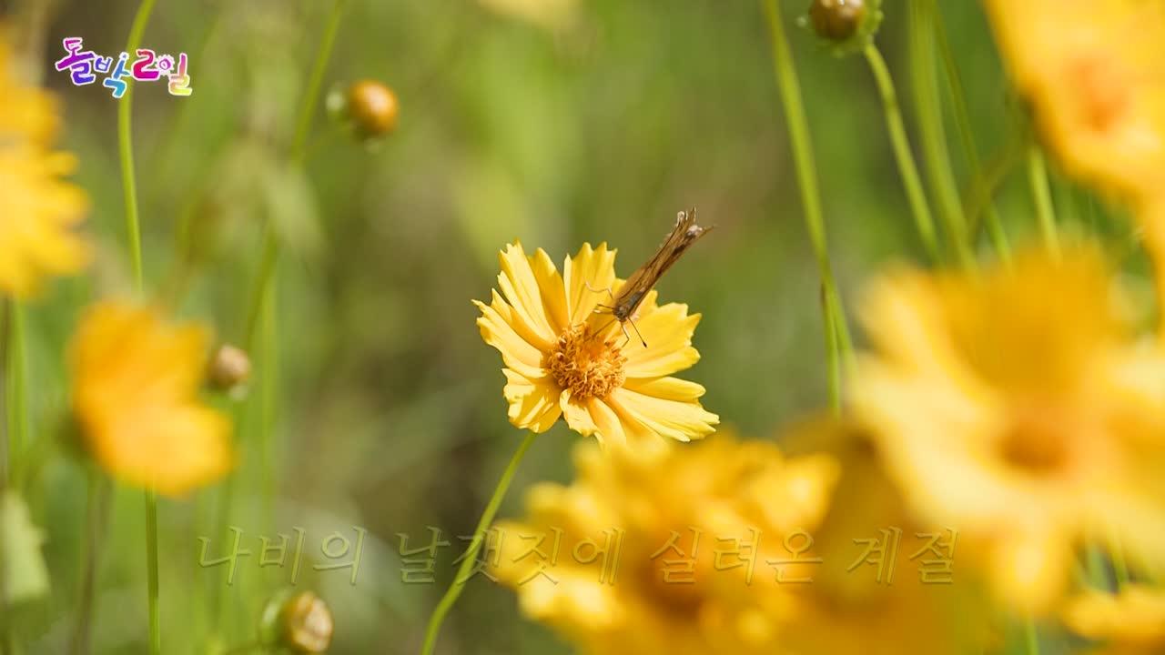 337회