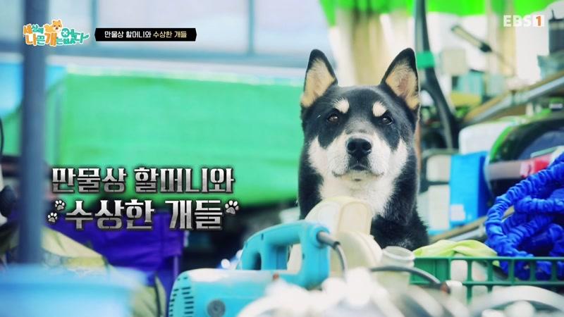 만물상 할머니와 수상한 개들